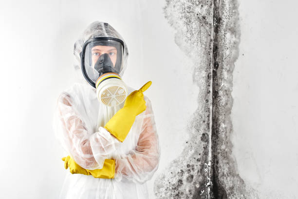 Best Mold Odor Removal Services in Tiburon, CA