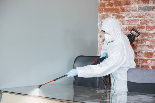 Best Black Mold Removal in Tiburon, CA