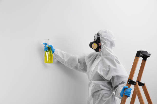  Tiburon, CA Mold Removal Pros