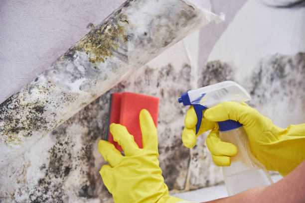 Reliable Tiburon, CA Mold Removal Solutions